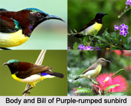 Purple-Rumped Sunbird, Indian Bird