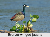 Bronze-Winged Jacana, Indian Bird