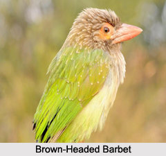 Indian Barbets
