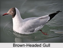 Indian Gulls