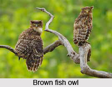 Brown Fish Owl, Indian Bird