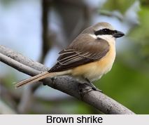 Brown Shrike, Indian Bird