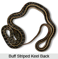 Keel Back Snake