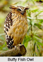 Buffy Fish Owl, Indian Bird