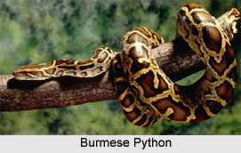 Burmese Python, Indian Reptile