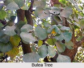 Butea, Indian Plant
