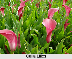 Bulb plants in India