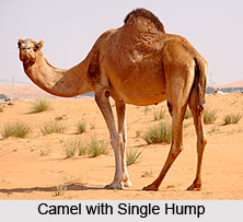 Camel, Indian Animal