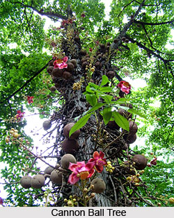 Cannon Ball Tree , Indian Tree