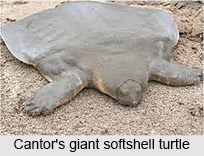 Cantor`s Giant Softshell Turtle, Indian Reptile