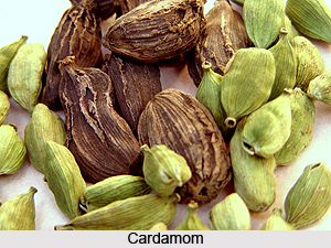 Greater Cardamom