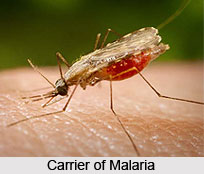 Malaria
