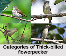 Thick-Billed Flowerpecker, Indian Bird