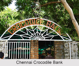 Crocodile Bank, Chennai