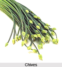 Chives