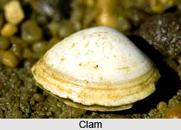 Clams