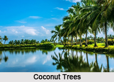 Coastal Trees in India
