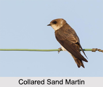 Indian Martins, Indian Birds