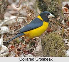 Collared Grosbeak, Indian Bird