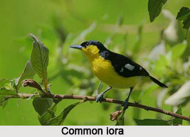 Common Iora, Indian Bird