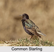 Indian Starlings, Indian Birds