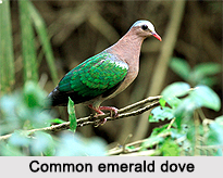 Common Emerald Dove, Indian Bird