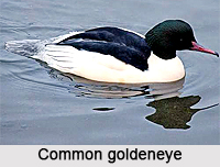 Common Golden Eye, Indian Bird