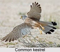 Common Kestrel, Indian Bird