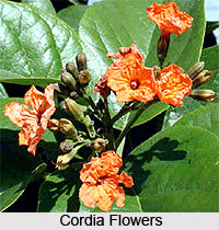 Scarlet Cordia Tree , Indian Tree