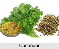 Coriander, Types of Spice