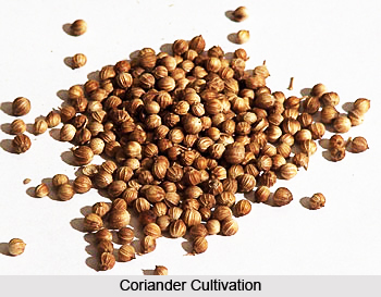 Economy of Jhalawar District, Rajasthan