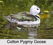 Indian Gooses, Indian Goose