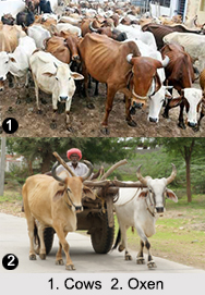 Animal Husbandry in India
