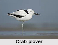 Crab-Plover, Indian Bird