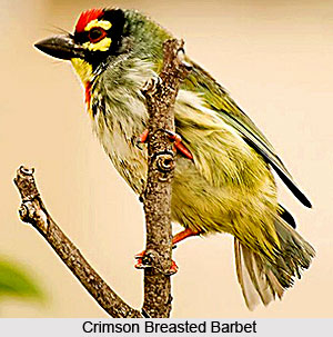 Common birds in India