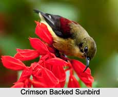 Crimson-Backed Sunbird, Indian Bird