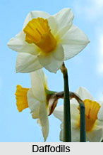 Bulbs , Indian Flower