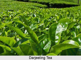 Darjeeling Tea