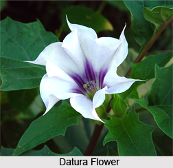 Datura, Indian Herb