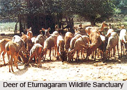 Eturnagaram Wildlife Sanctuary, Warengal District, Telangana
