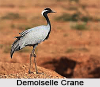 Demoiselle Crane, Indian Bird