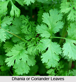 Dhania, Indian Medicinal Plant