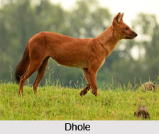 Dhole, Indian Wild Dog