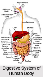Impact of Yoga Asanas on Digestive System