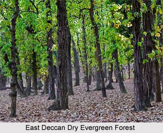 Forests in Southern India