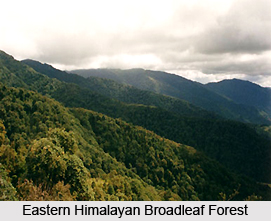 Eastern Himalayan Broadleaf Forests in India
