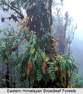 Forests in Northern India