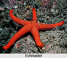 Starfish, Indian Marine Species