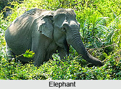 Kaziranga National Park