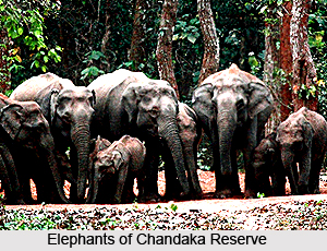 Chandaka Elephant Reserve